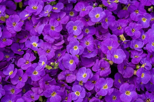 aubrieta-glacier-blue_1.jpg
