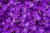 aubrieta-glacier-blue_1.jpg
