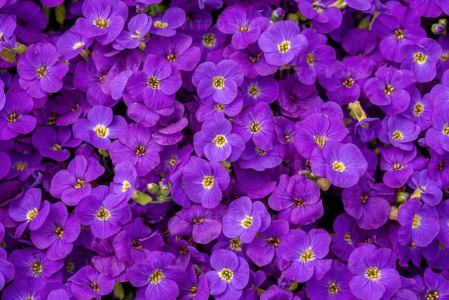 aubrieta-glacier-blue_1.jpg