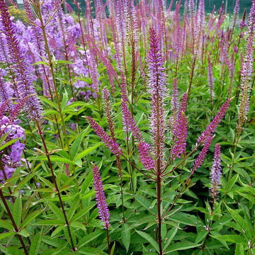 byliny-i-trawy_veronicastrum_71461_1.jpg
