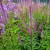 byliny-i-trawy_veronicastrum_71461_1.jpg