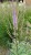 byliny-i-trawy_veronicastrum_71461_2.jpg