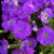 byliny-i-trawy_inne_73502_1.jpg