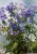 polemonium-heaven-scent_70757_2.jpg