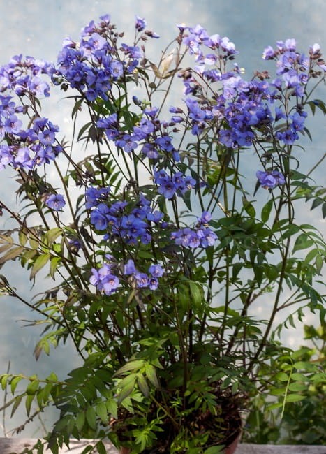 polemonium-heaven-scent_70757_2.jpg
