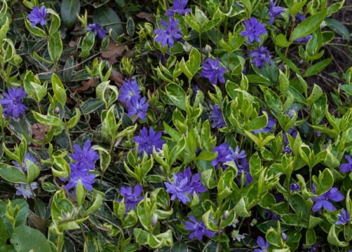 vinca-moonlit_71550_2.jpg