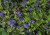 vinca-moonlit_71550_2.jpg