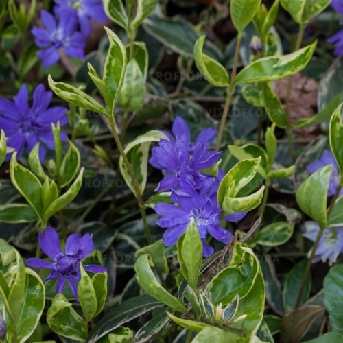 vinca-moonlit_71550_1.jpg