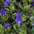 vinca-moonlit_71550_1.jpg