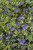 vinca-moonlit_1.jpg