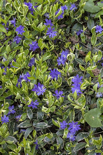 vinca-moonlit_1.jpg