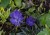 vinca-moonlit_71550_4.jpg