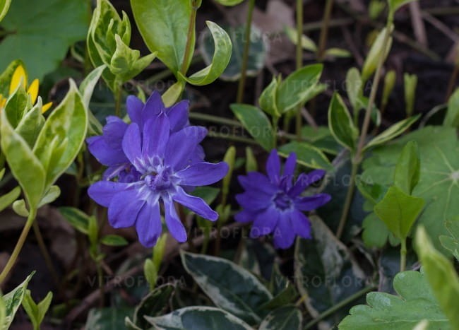 vinca-moonlit_71550_4.jpg