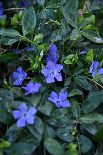 byliny-i-trawy_vinca_79952_1.jpg