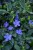 byliny-i-trawy_vinca_79952_1.jpg