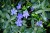 byliny-i-trawy_vinca_79952_2.jpg