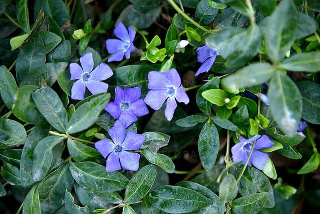 byliny-i-trawy_vinca_79952_2.jpg