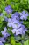 byliny-i-trawy_vinca_79952_4.jpg