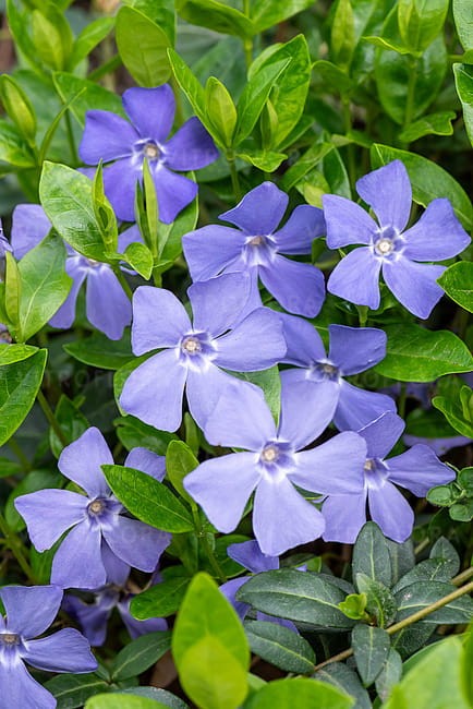 byliny-i-trawy_vinca_79952_4.jpg