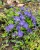 byliny-i-trawy_vinca_79952_3.jpg