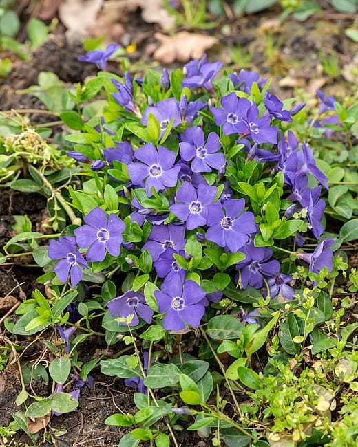 byliny-i-trawy_vinca_79952_3.jpg