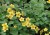 byliny-i-trawy_waldsteinia_79523_2.jpg