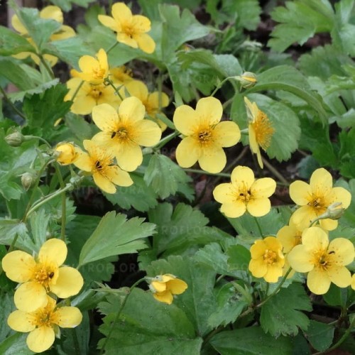byliny-i-trawy_waldsteinia_79523_1.jpg