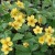 byliny-i-trawy_waldsteinia_79523_1.jpg