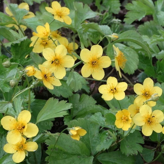 byliny-i-trawy_waldsteinia_79523_1.jpg