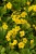 waldsteinia-ternata_4.jpg