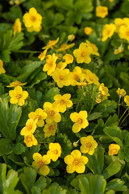 waldsteinia-ternata_4.jpg