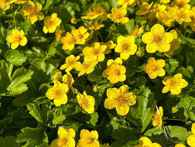 waldsteinia-ternata_3.jpg
