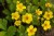 waldsteinia-ternata_2.jpg