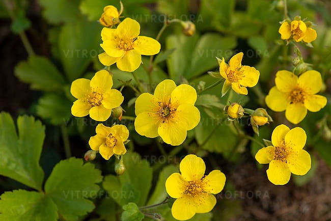 waldsteinia-ternata_2.jpg