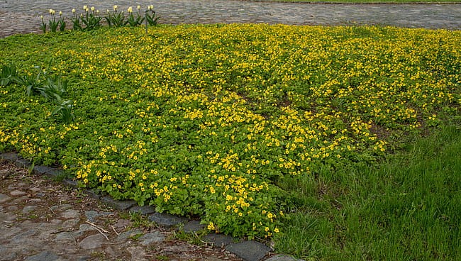 waldsteinia-ternata_1.jpg