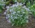 polemonium-heaven-scent_12.jpg