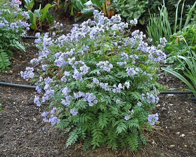 polemonium-heaven-scent_12.jpg