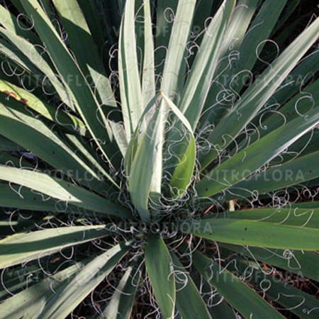 byliny-i-trawy_yucca-juka_70715_1.jpg
