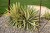 yucca-color-guard_3.jpg