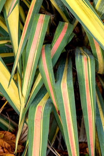 yucca-color-guard_2.jpg