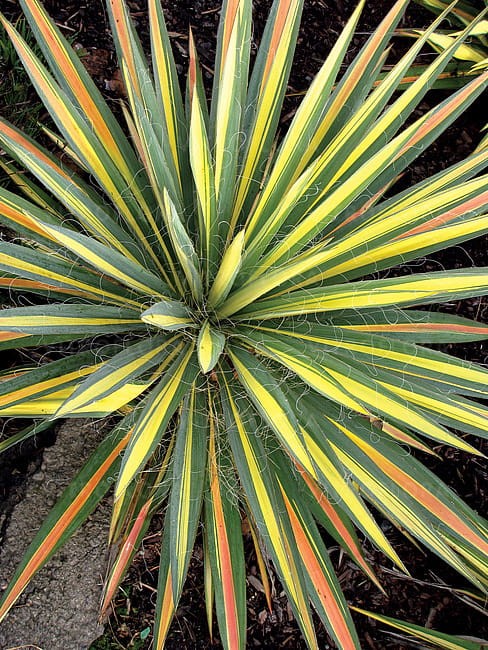 yucca-color-guard_1.jpg