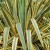 yucca-bright-edge_74489_1 (1).jpg