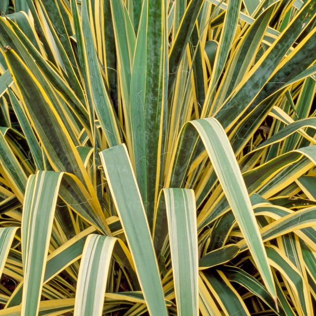 yucca-bright-edge_74489_1 (1).jpg