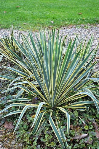 yucca-bright-edge_5.jpg
