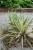 yucca-bright-edge_4.jpg