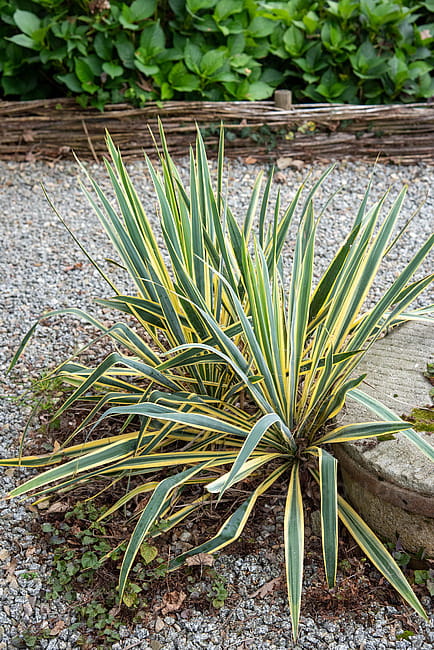 yucca-bright-edge_4.jpg