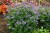 polemonium-heaven-scent_1.jpg