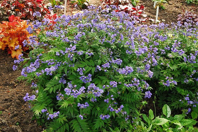 polemonium-heaven-scent_1.jpg