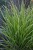 calamagrostis-avalanche_3 (1).jpg