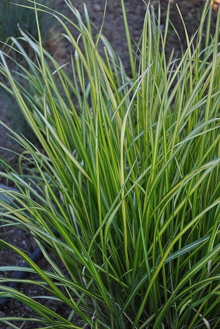 calamagrostis-avalanche_3 (1).jpg